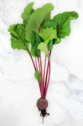 Beetroot plant with earth root ball and leaves. Healthy super food local sustainable freshly picked produce high in polyphenols, antioxidants, anthocyanins, fibre, vitamins and minerals. On marble.