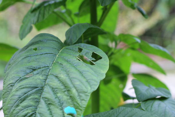 istock Spinach leaves eaten by insects 1454806379