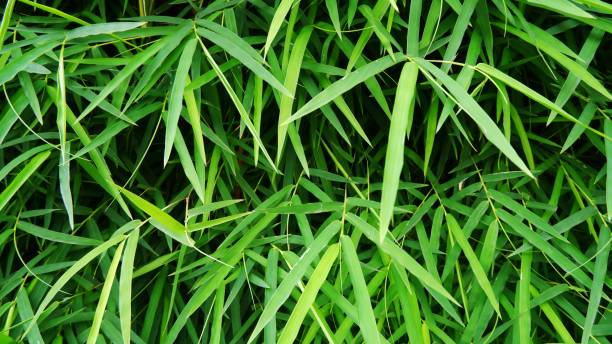 istock Fresh green bamboo leaves. Green background 1454806553