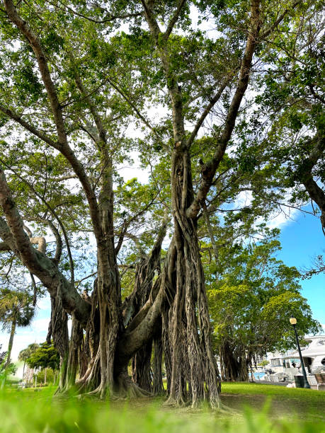 großer tropischer baum im öffentlichen park - root tree sarasota tropical climate stock-fotos und bilder