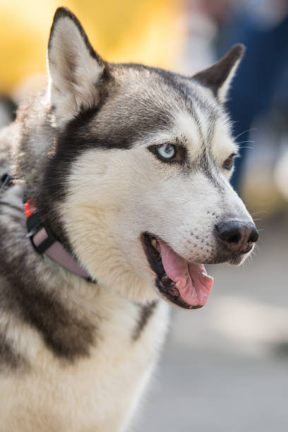 istock husky dog is nervous 1454807198