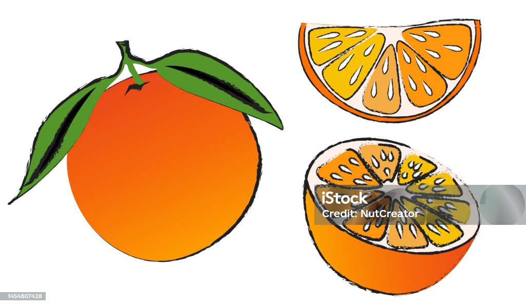 Orange Isolated Vector Set On White Background Fruit Line Art Vector