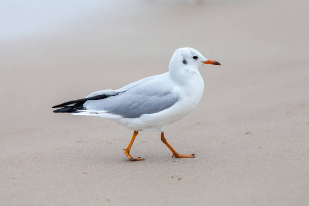 istock Seagull in the natural environment on the Baltic Sea. 1454807617