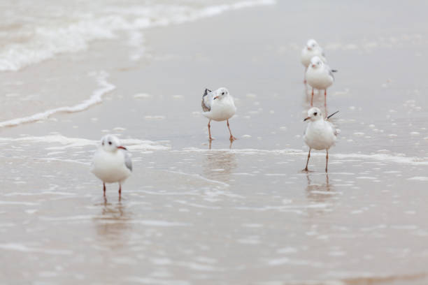 istock Seagull in the natural environment on the Baltic Sea. 1454807627