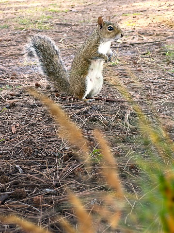Close up squirrel in Sarasota, Florida