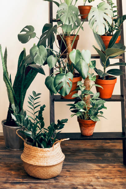 istock Potted plants and ladder in cozy room 1454808550