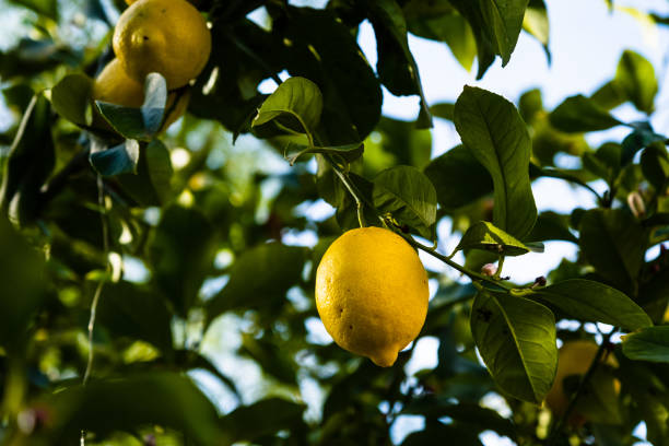 Cтоковое фото Лимоны на дереве