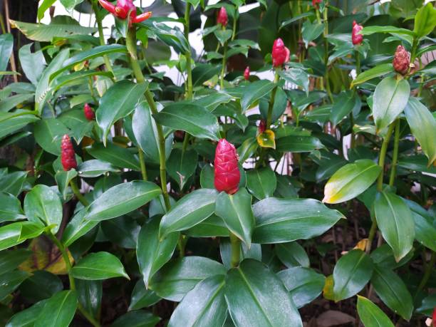 istock costus spicatus 1454808650