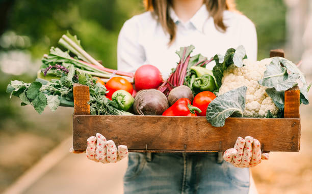 istock Crop female gardener showing vegetables 1454808759