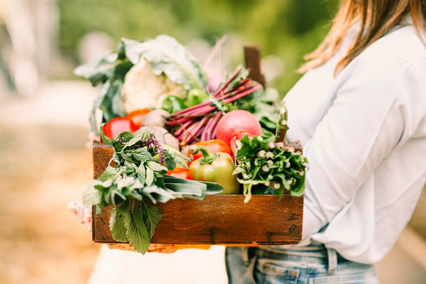istock Crop female gardener showing vegetables 1454808774