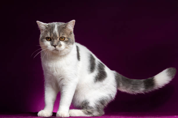 istock Scottish fold cat standing on violet background in studio. Tabby cat looking at toys on purple background. 1454809041