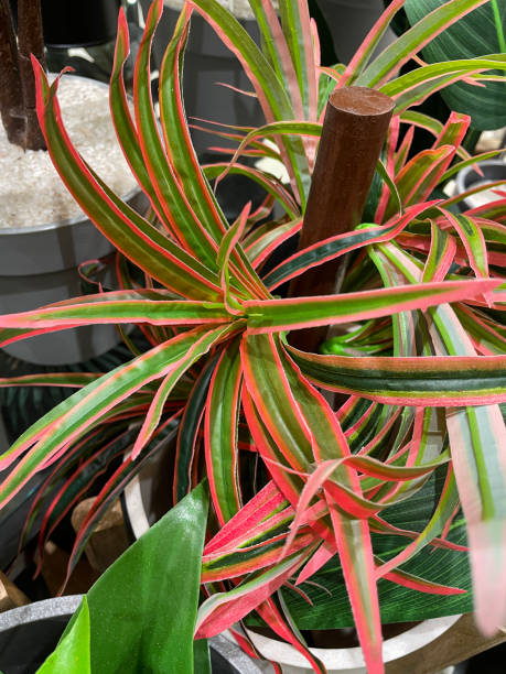 Close-up image of red and green leaves of artificial Dragon tree, fake, plastic Dracaena marginata houseplant in plant pot, elevated view, focus on foreground Stock photo showing close-up, elevated view of the red and green leaves of a potted artificial Dragon tree houseplant. The Latin name for this plant is Dracaena marginata. cordyline fruticosa stock pictures, royalty-free photos & images