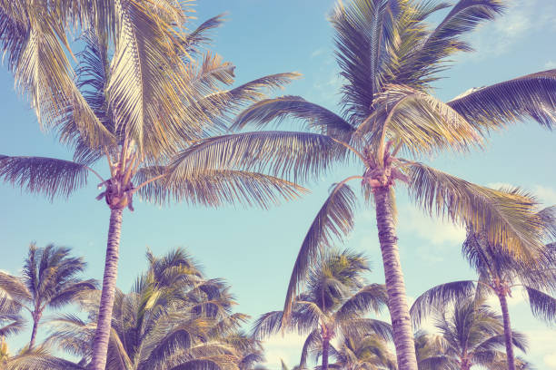 istock Coconut palm trees against the sky, color toning applied. 1454811218