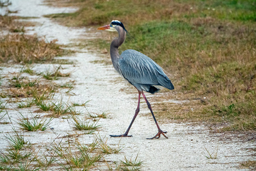 The Great Blue Heron is the largest most widespread Heron in North America
