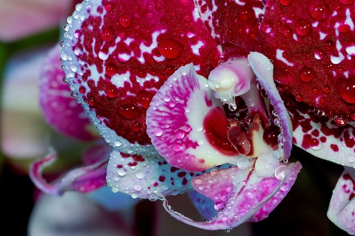 A macro shot of an orchid covered in large dewdrops