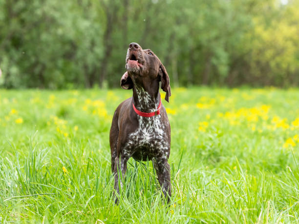 istock Hunting dog German Smooth-haired Pointer barks while standing in a field on a green lawn. 1454811570