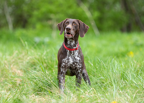 Hunting dog German smooth-haired hound stands surprised in a field on a green lawn