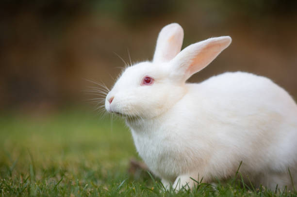 istock White rabbit is sitting on the grass in forest. 1454812494