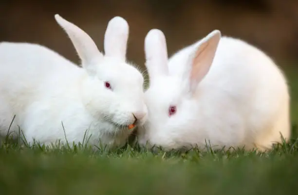 Photo of Two white rabbit on the grass.