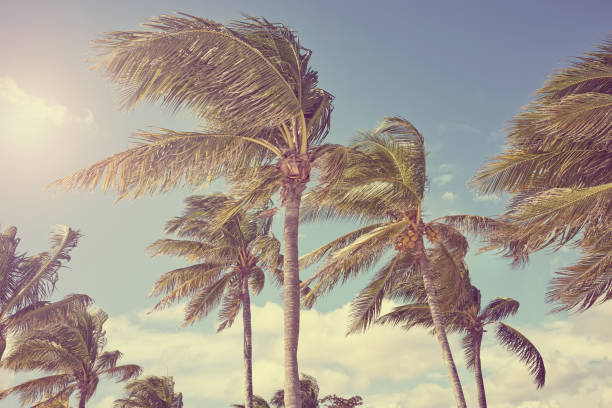 istock Coconut palm trees against the sky, color toning applied. 1454812901