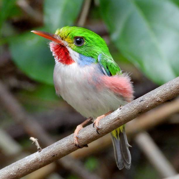 istock Selective of a Cuban tody (Todus multicolor) brid on a branch 1454812940