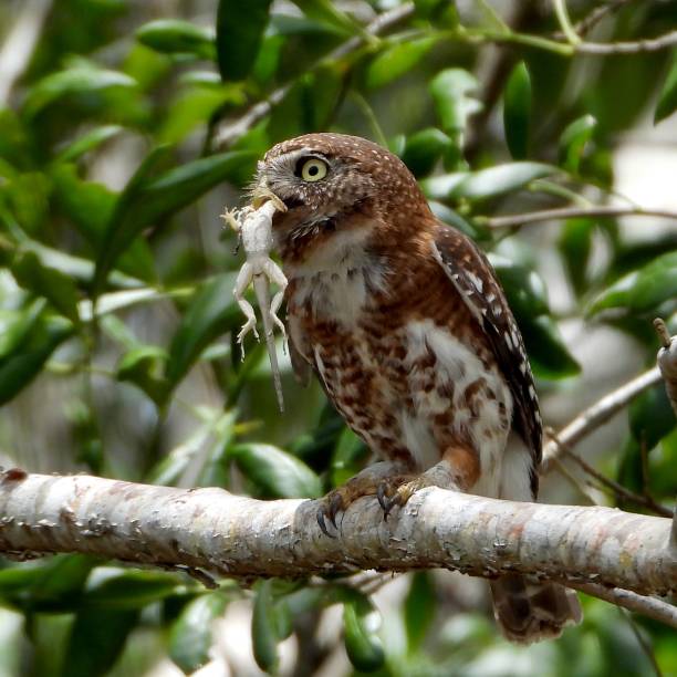 istock Selective of an African barred owlet (Glaucidium capense) with a lizard in its beak 1454812943