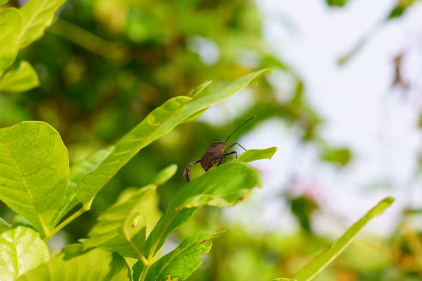 A closeup shot of a squash bug standing on a green leaf