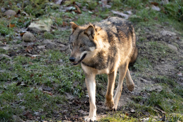 istock Beautiful gray wolf walking alone towards the viewer in the forest 1454813836