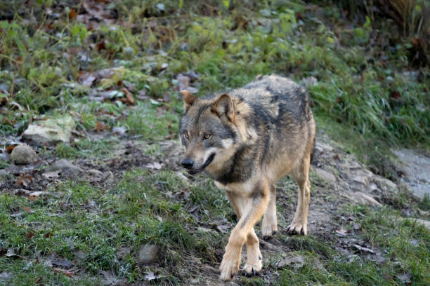 istock Beautiful gray wolf walking alone towards the viewer in the forest 1454814821