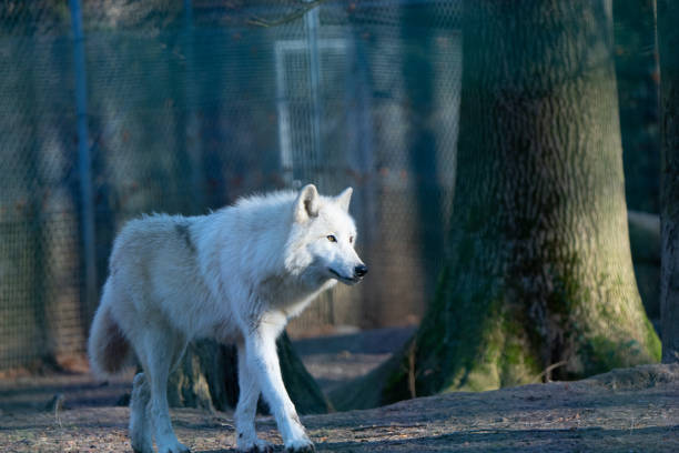 Extremely rare shot of an Arctic Wolf Family in Wildlife. Snowflakes. Nikon D800e + 400mm. Converted from RAW.