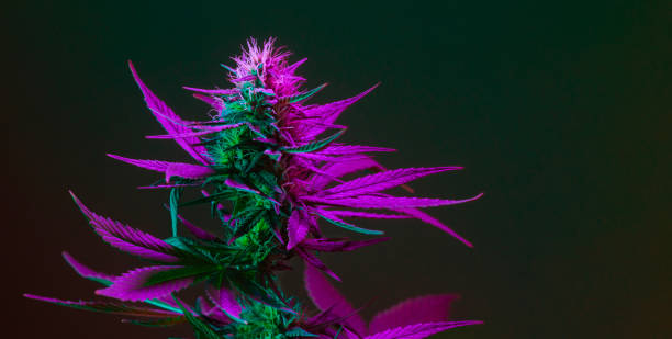 marihuana cannabispflanze mit lila gefärbten blättern und knospen. blühende cannabispflanze aus marihuana-hanf-sorte auf dunklem hintergrund - flower purple macro bud stock-fotos und bilder