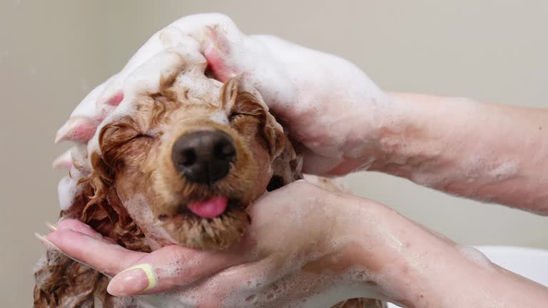 Woman's hands are washing a dog's apricot miniature Poodle head with a shampoo.