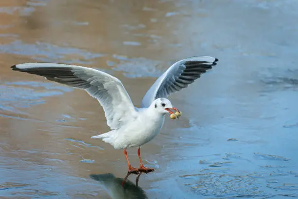 Black-headed gull (Chroicocephalus ridibundus) with peanut, standing on a frozen river spreading wings.