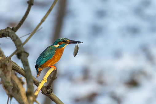 Male common kingfisher (Alcedo atthis) catching a small fish in winter.