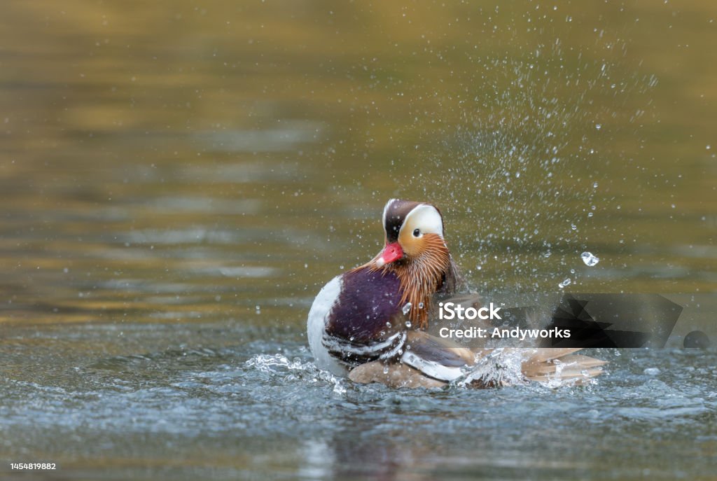 Male mandarin duck (Aix galericulata) Male mandarin duck (Aix galericulata) splashing in a lake. Anatidae Stock Photo