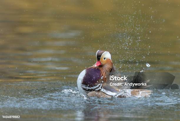 Male Mandarin Duck Stock Photo - Download Image Now - Anatidae, Animal, Animal Behavior
