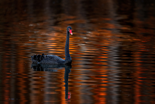 The beautiful black swan in the river