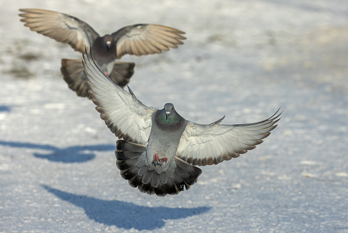 Two feral pigeons (Columba livia domestica or Columba livia forma urbana) landing in front of the photographer.