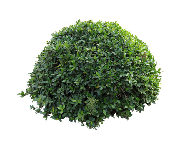 istock Tropical plant flower bush shrub tree isolated on white background with clipping path 1454820080