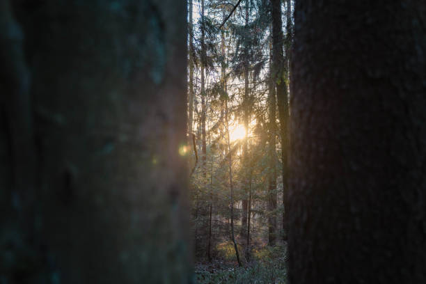 istock View of the sunset through the trees in the forest 1454820402