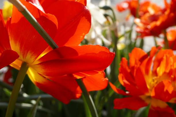 튤립 (tulipa)은 봄에 피는 다년생 초본 구근 지구 생물 (저장 기관으로 구근을 가짐)의 속입니다. - double tulip 뉴스 사진 이미지