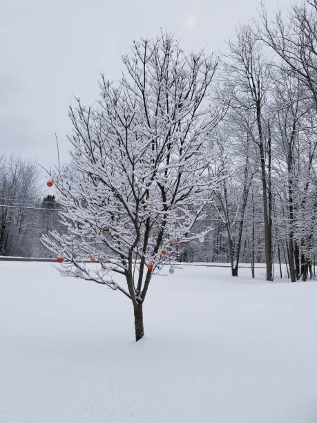 istock A beautiful, small, snow covered tree, with a few Christmas balls hanging from its branches stands proudly on a snow covered yard. 1454821315