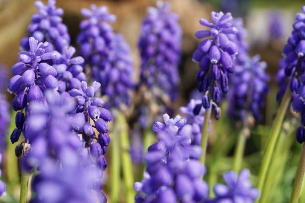 Different techniques of focussing when photographing a purple Muscari flower in spring. Purple Muscari flower on a background of yellow background. muscari es un género de plantas bulbosas perennes nativas de eurasia que producen espigas de flores densas, más comúnmente azules, en forma de urna que se asemejan a racimos de uvas en la primavera. el nombre común del género es jacinto uva.