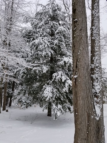 At close view is the split tree trunk of a tall tree, but behind stands a snow covered evergreen tree, surrounded by other snow covered branches. The ground is snow covered and undisturbed. This picture was taken in Rideau Lakes Township.