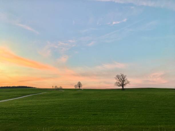 istock Bavarian meadow with bright green grass in spring at sunset. Bare trees in the distance on a green Bavarian meadow. A green meadow at sunset with bright red clouds. 1454822271