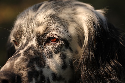 An english setter dog