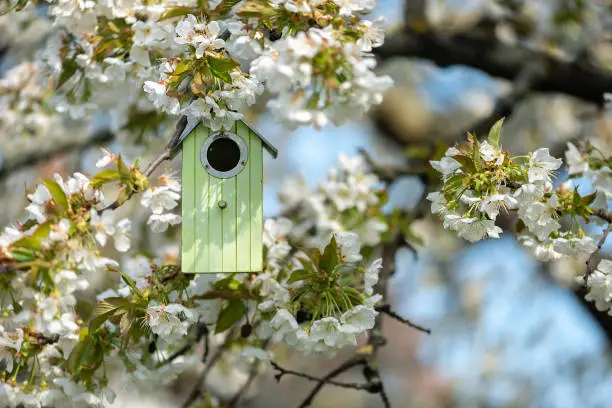 Birdhouse in spring with blossom cherryflower