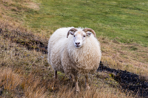 Portrait of a beautiful sheep in the Isle of Skye and in the Hebrides, Scotland. Tame, friendly faces, long wool against the harsh climate and constant wind.