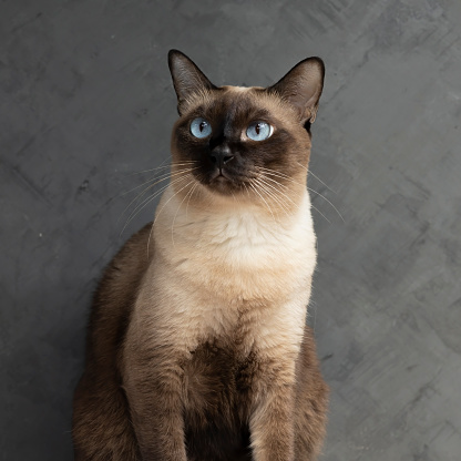 Siamese cat with blue eyes sitting on wooden table with black background. Blue diamond cat sitting in the studio.Thai cat looking something.