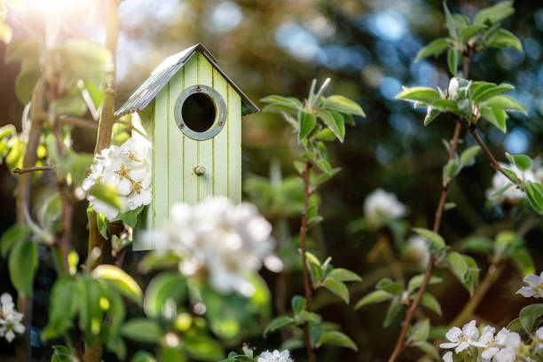 istock Birdhouse in spring with blossom appleflower 1454824982